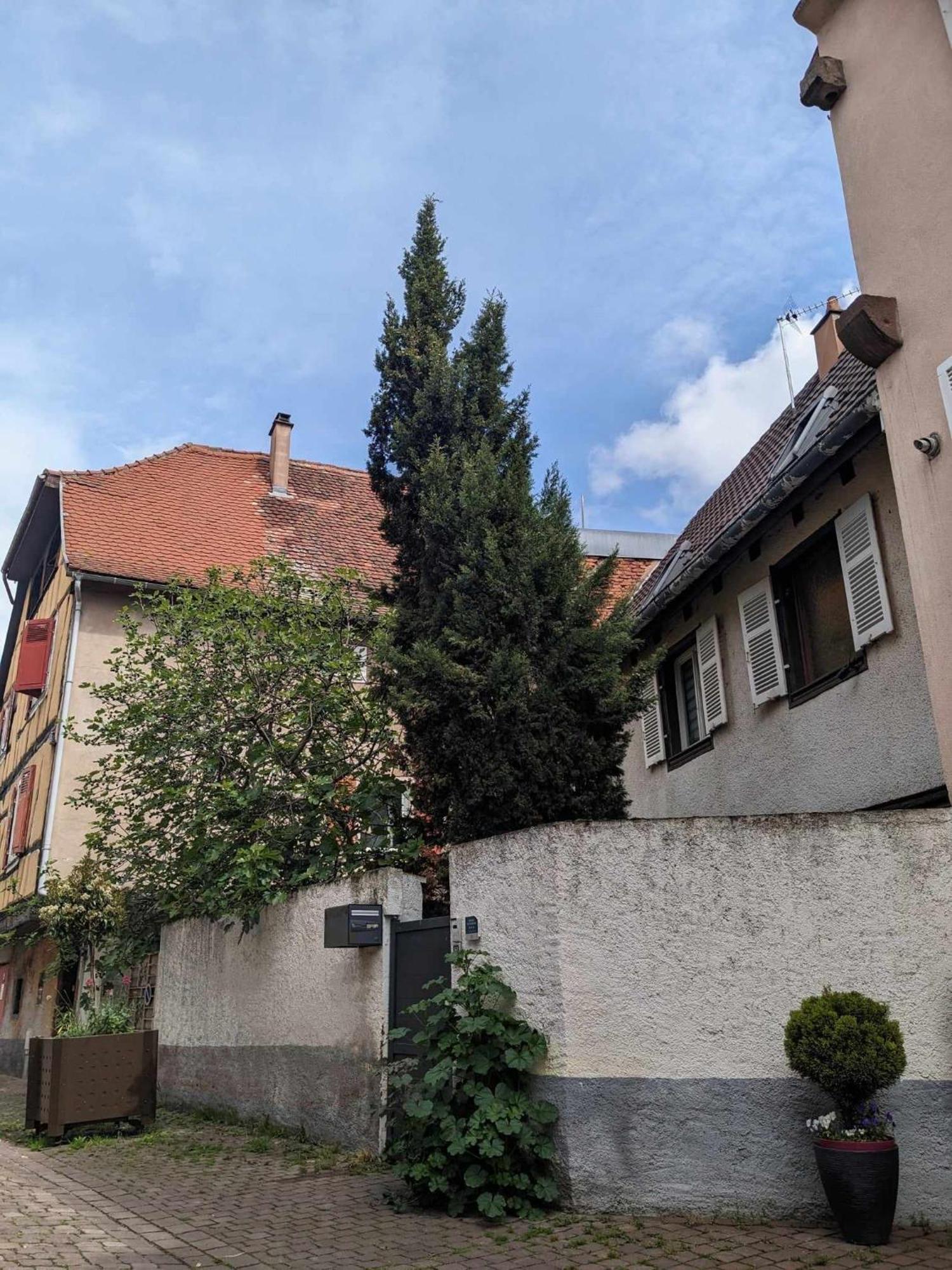 Gite Du Figuier 4 A 6 Personnes Selestat Centre-Alsace Dış mekan fotoğraf